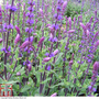 Salvia nemorosa 'Caradonna'