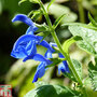 Salvia patens 'Blue Angel'