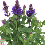 Salvia nemorosa 'Blue Marvel'