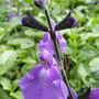 Salvia 'Lavender Dilly Dilly'