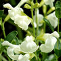 Salvia 'Clotted Cream'