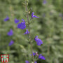 Salvia microphylla 'Blue Monrovia'