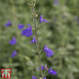 Salvia microphylla 'Blue Monrovia'