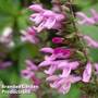 Salvia 'Pink Amistad'