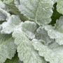 Salvia argentea 'Artemis'