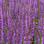 Salvia nemorosa 'Blue by You'