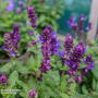 Salvia nemorosa 'Blue Marvel'