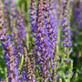 Salvia 'Blue Queen'