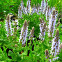 Salvia nemorosa 'Bumblesky'