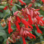 Salvia hybrida 'Embers Wish'