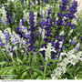 Salvia farinacea 'Seascape Mixed' - Seeds
