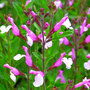 Salvia greggii 'Joy'