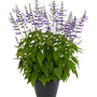 Salvia Salgoon 'Lake Titicaca'