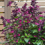 Salvia 'Love and Wishes'