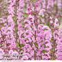 Salvia 'Fashionista Moulin Rouge'