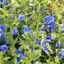 Salvia patens