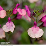 Salvia Melba Magic? 'Peach'