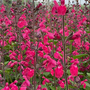 Salvia microphylla 'Pink Pong'