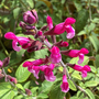 Salvia hybrida 'Pink Mulberry'
