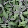 Sage 'Purpurea'