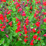 Salvia greggii 'Red Swing'
