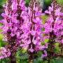 Salvia nemorosa 'Rose Marvel'