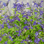 Salvia microphylla 'So Cool Pale Blue'
