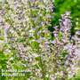 Salvia sclarea var. turkestanica 'Alba'