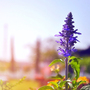 Salvia farinacea 'Victoria Blue' - Kew Flowerhouse Seed Collection