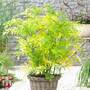 Sambucus nigra 'Golden Tower'