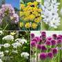 Spring Allium Mix