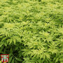 Sambucus racemosa 'Sutherland Gold'