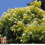 Golden Elderberry (Hedging)