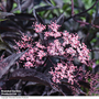 Sambucus nigra f. porphyrophylla 'Black Beauty'