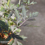 Sambucus nigra 'Cherry Lace'