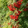 Sambucus racemosa 'Welsh Gold'