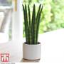 Sansevieria cylindrica 'Straight'