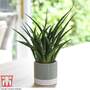 Sansevieria 'Fernwood'