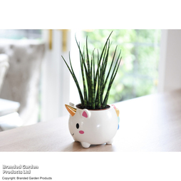 Sanseviera 'Fernwood' in Unicorn Pot - Gift