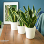 Sansevieria trifasciata var. laurentii