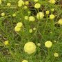 Santolina rosmarinifolia 'Primrose Gem'