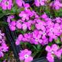 Saponaria ocymoides 'Bressingham'