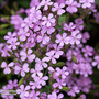 Saponaria ocymoides