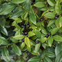 Sarcococca hookeriana var. humilis