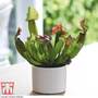 Sarracenia leucophylla