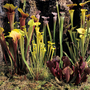 Sarracenia (Pitcher Plant) Mix