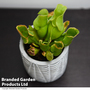 Sarracenia purpurea subsp. venosa