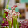 Sarracenia 'Wrigleyana'
