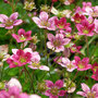 Saxifraga arendsii 'Mossy Purple'