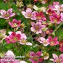 Saxifraga arendsii 'Mossy Purple'